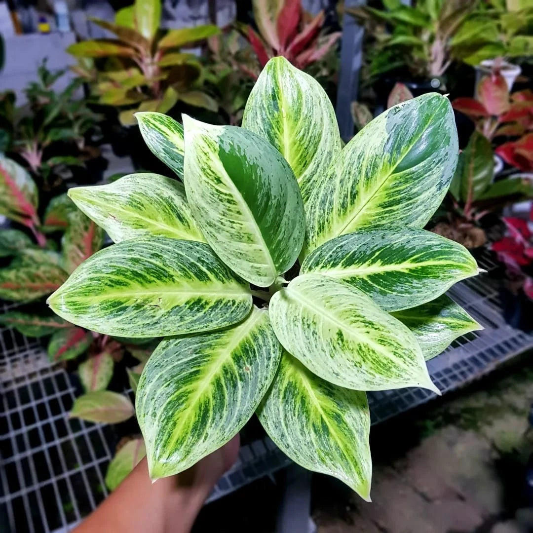 Aglaonema 'Green Covid' - Lush & Unique Tropical Houseplant