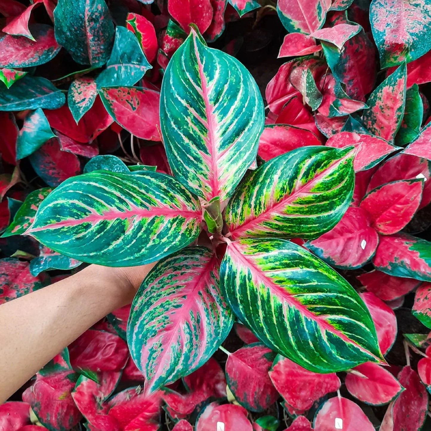 Aglaonema 'Red Borju' – Vibrant Tropical Indoor Beauty