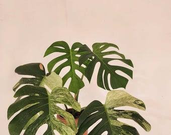 Monstera deliciosa 'Mint' Variegated – Mature, Large-Form Specimen