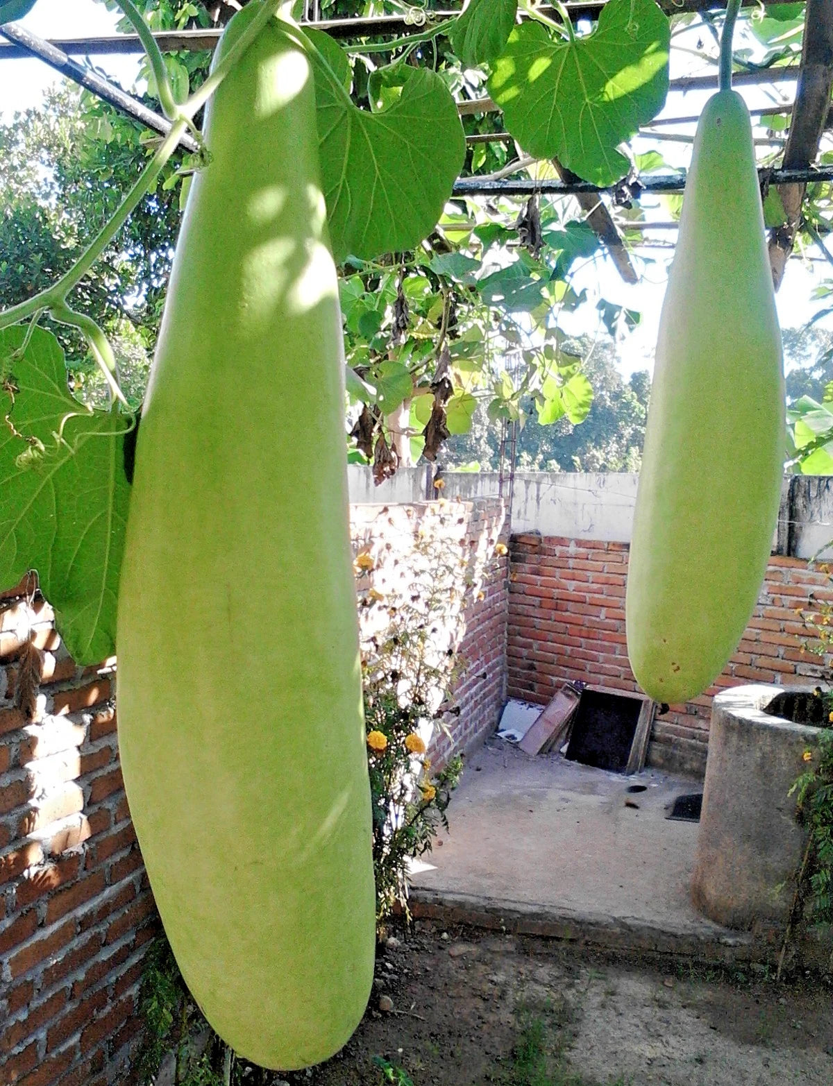 Fresh Long Bottle Gourd (Lagenaria siceraria) – 100+ Premium Fast-Growing Seeds