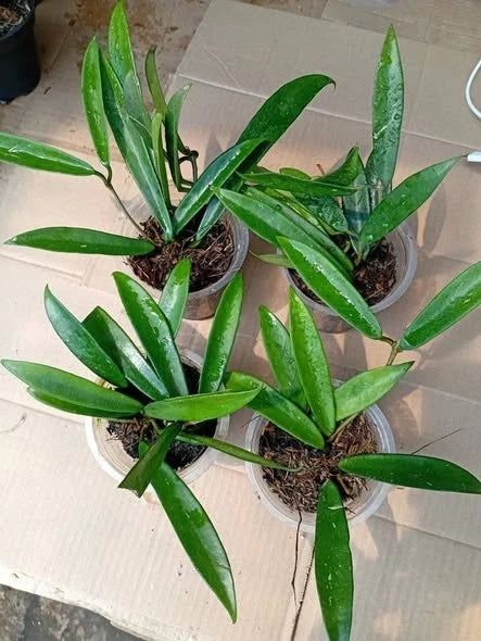 Hoya shepherdii (Green Form) – Rare Pendulous Epiphytic Specimen (Collectors Quality)