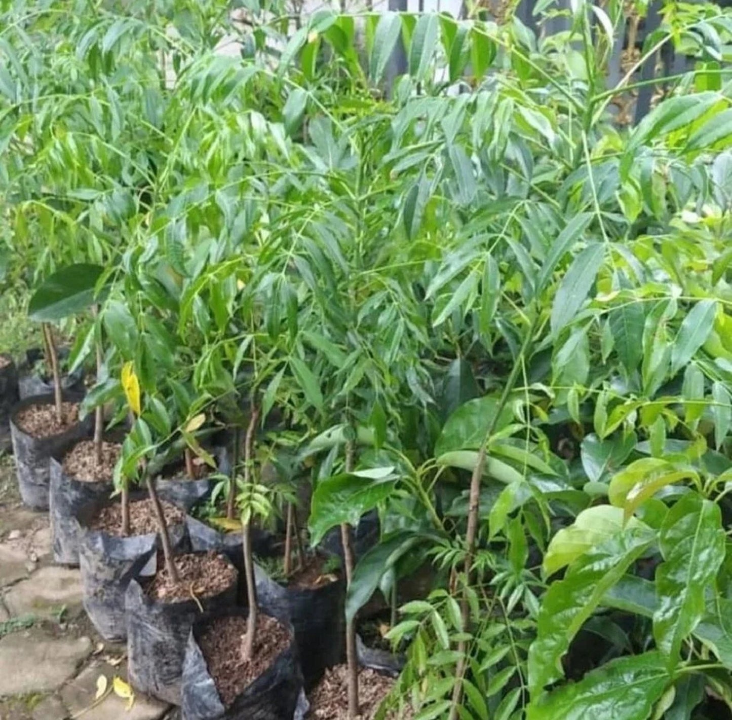Grafted Dwarf Kedondong Fruit Tree - Mini Ambarella Sweet Tropical Plant