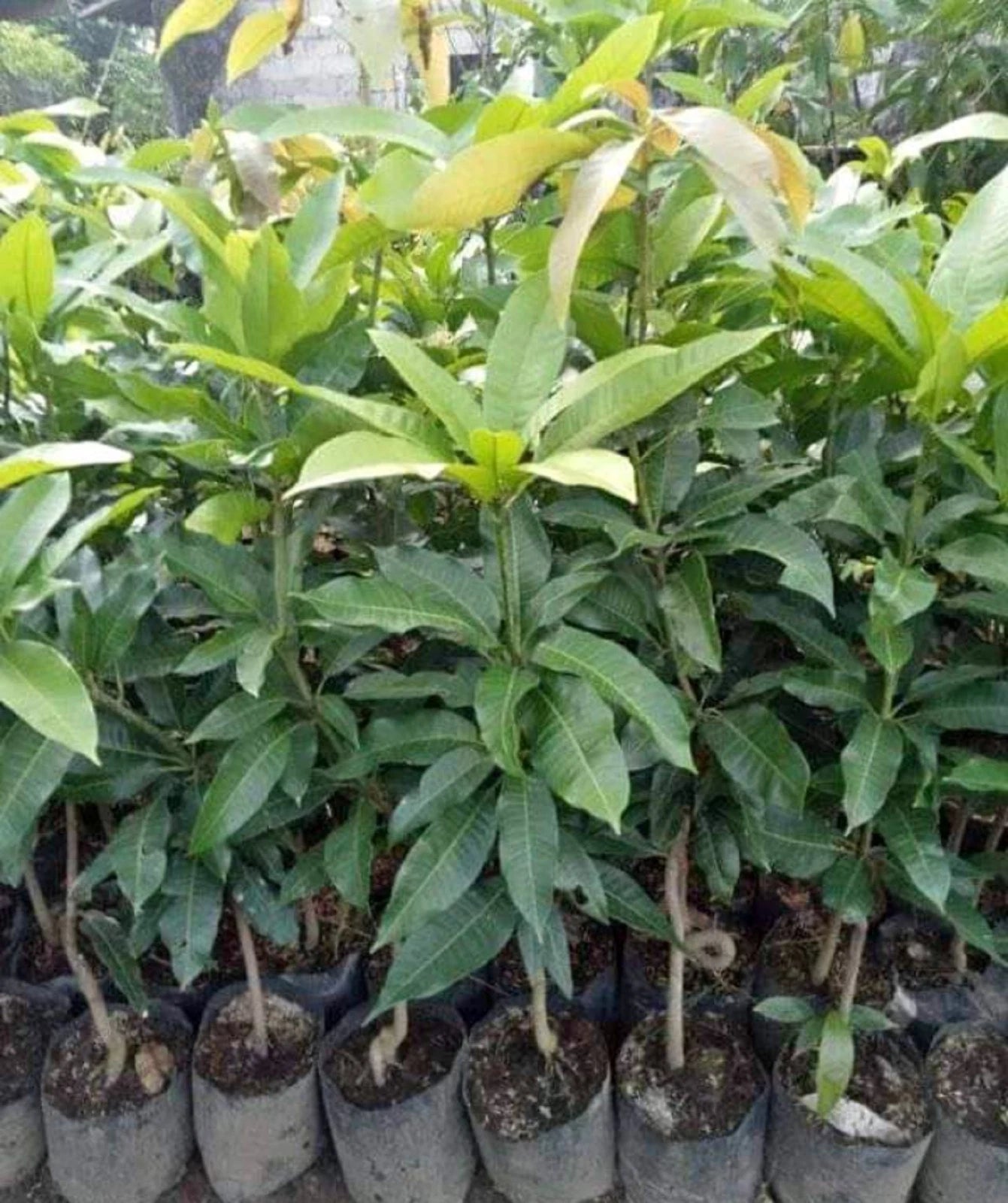 Premium Grafted Manalagi Mango Fruit Tree - Sweet Tropical Fruiting Plant