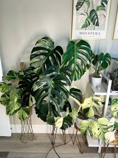 Monstera Jungle Mint Variegated Specimen – Big Size Mature Established Rare Aroid (Real Picture Verified)