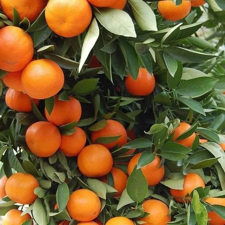 Hamlin Orange Seeds (Citrus sinensis) – 100 Pcs Premium Fresh Sweet Juicy Juice Orange Seeds