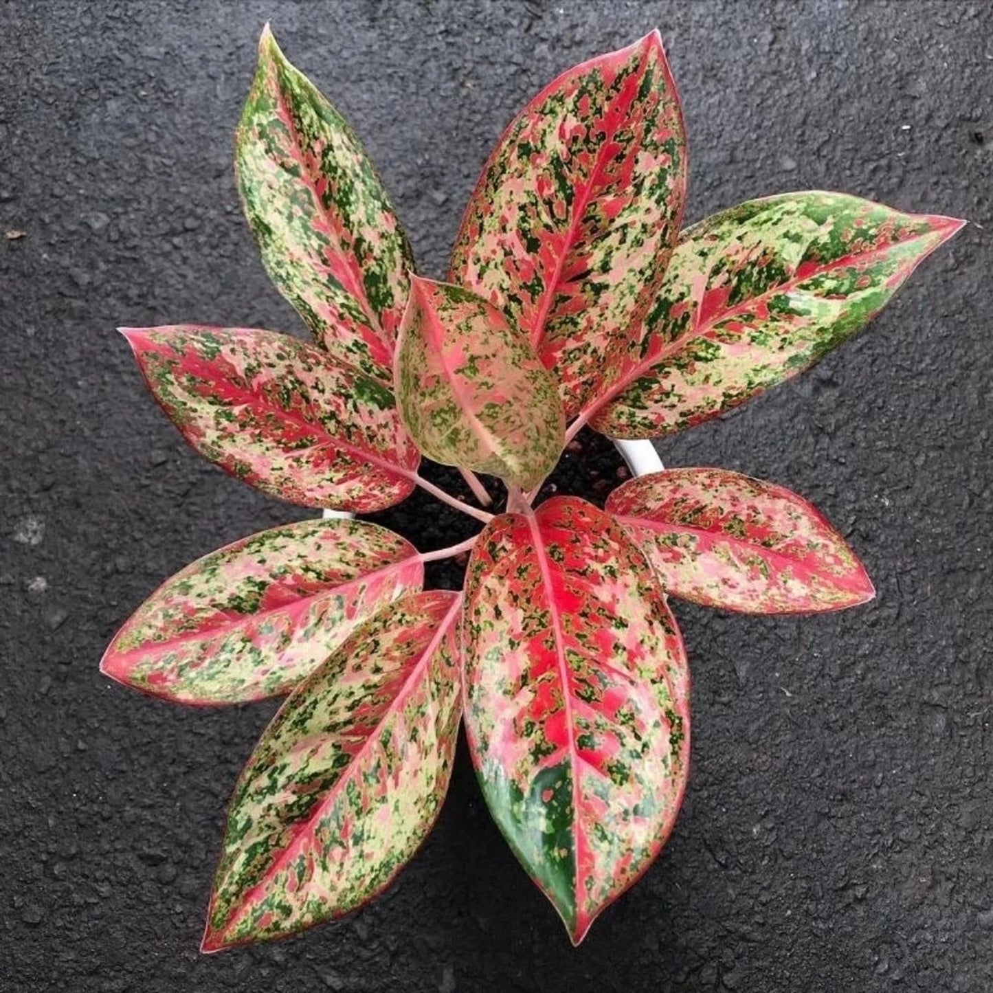 Rare Aglaonema Red Coconut Delight Live Plant - Exotic Red Chinese Evergreen