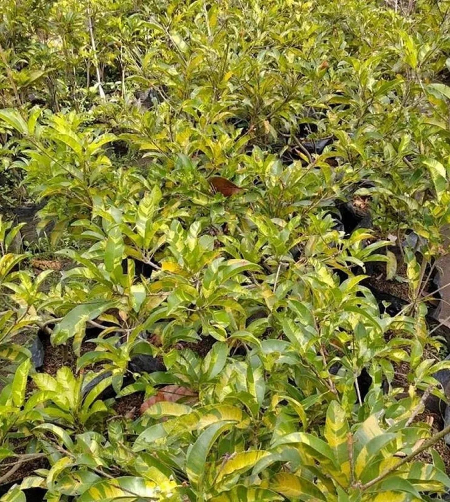 Grafted Variegated Sapodilla (Sawo) – Ornamental & Edible Tropical Specimen