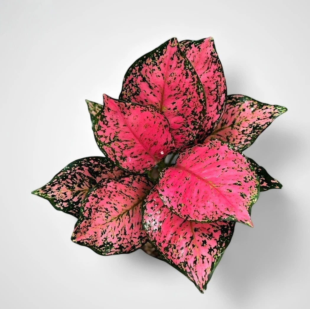 Aglaonema 'Pink Ruby' - Vibrant Tropical Houseplant