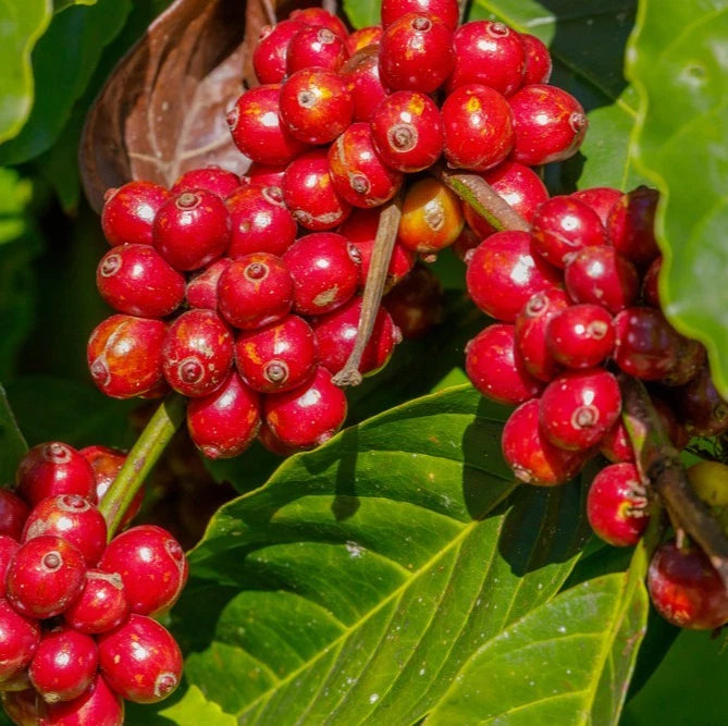 Kalimas Coffee Seeds (Coffea arabica x canephora / 120+ Premium Heritage Hybrid Coffee Bean Seeds) – Exotic Botanical Specimen Plant Seeds for Planting