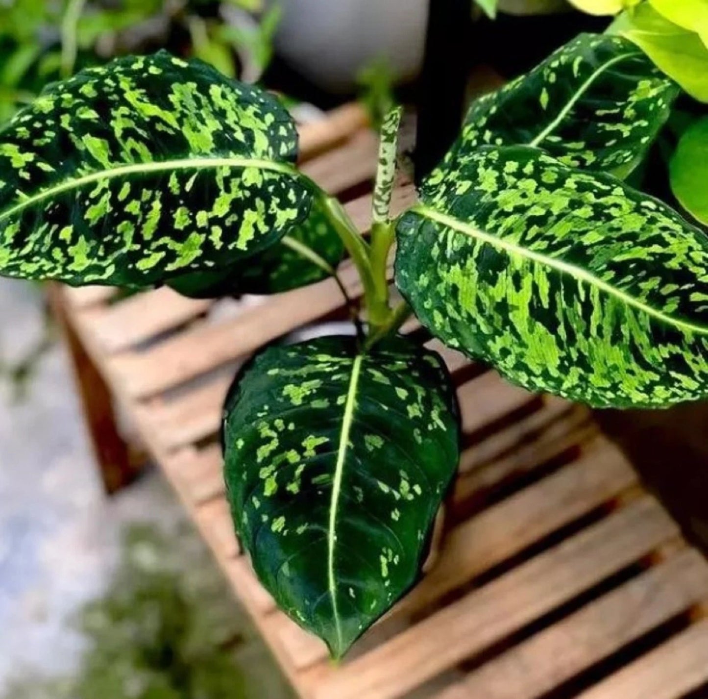 Dieffenbachia 'Reflector' – Rare Tropical Statement Plant