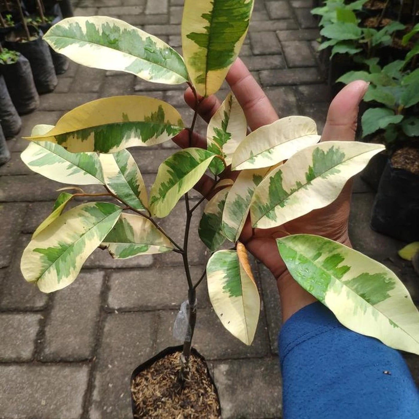 Rare Variegated Star Apple (Chrysophyllum cainito 'Variegata') - Premium Grafted Fruit Tree