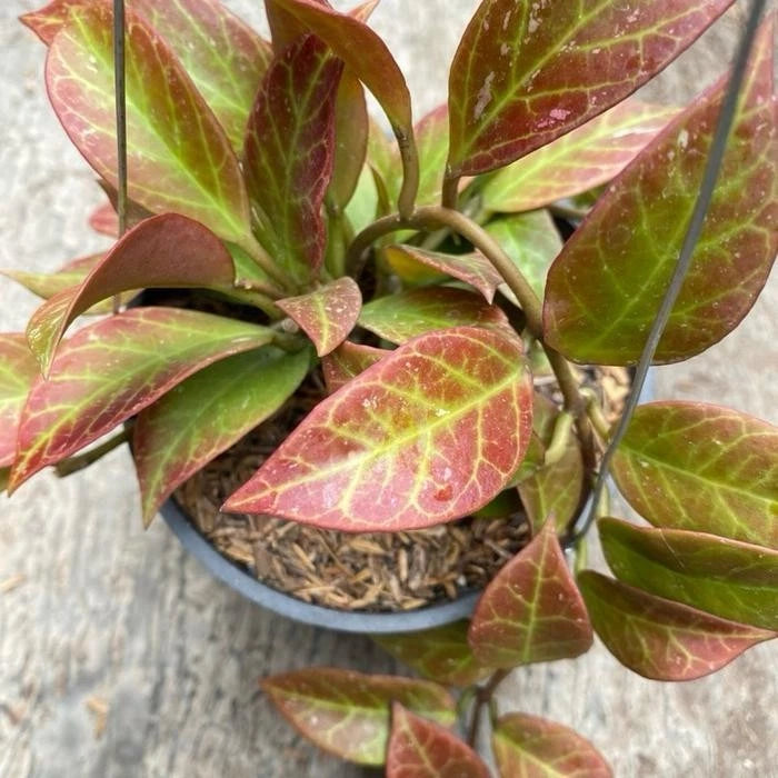 Hoya Thai Sunrise Red – Rare Tropical Sun-Stressing Wax Plant Live Cutting & Exotic Epiphytic Vine