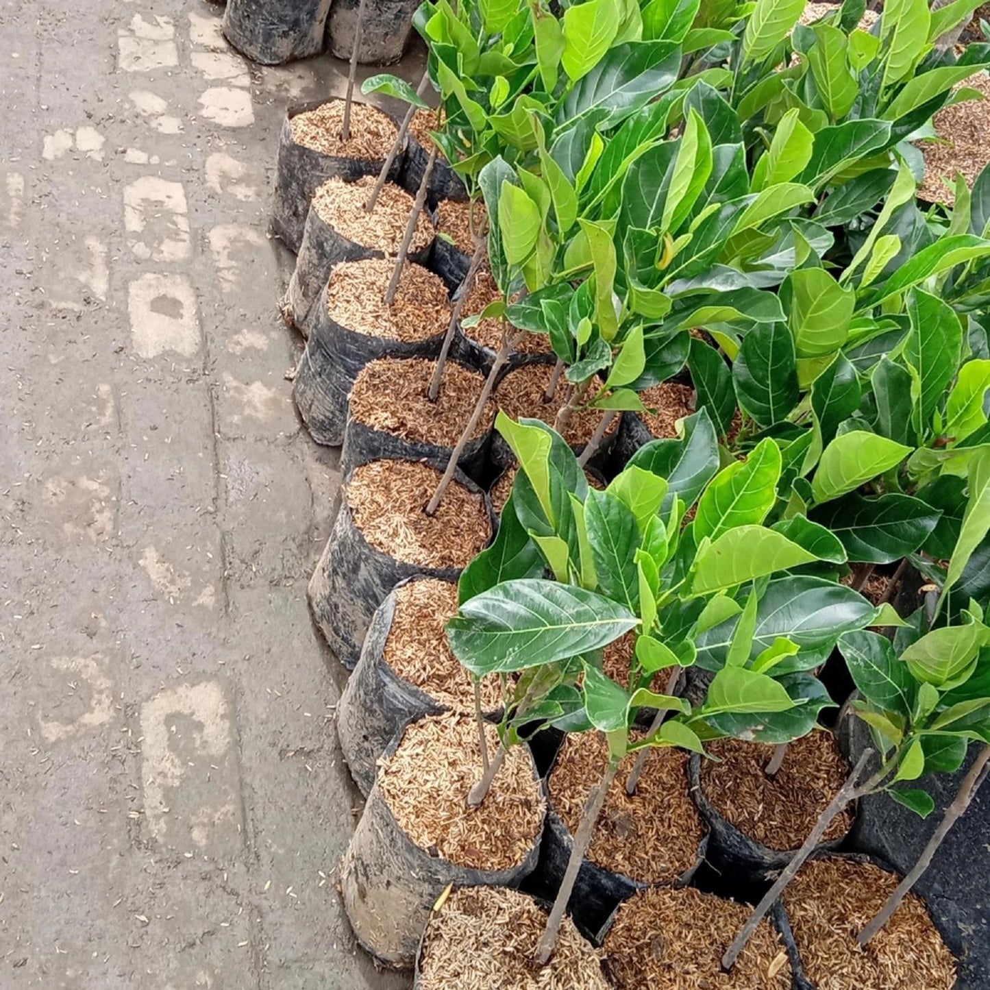 Jumbo Sribanjong Jackfruit - Premium Grafted Giant Fruit Tree