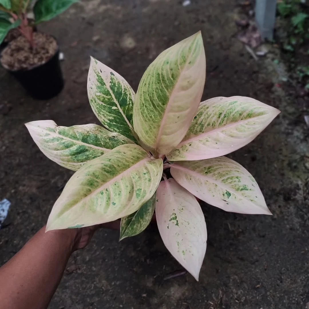 Aglaonema 'Sartika' - Elegant & Rare Tropical Houseplant