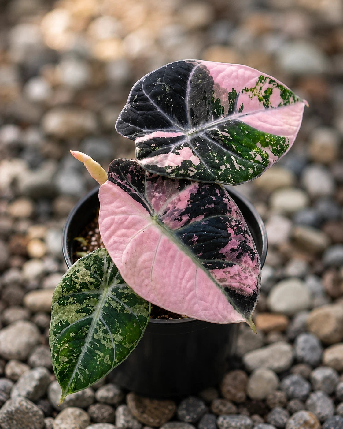 Rare Alocasia Black Velvet Pink Variegated Live Plant - Exotic Tropical Aroid