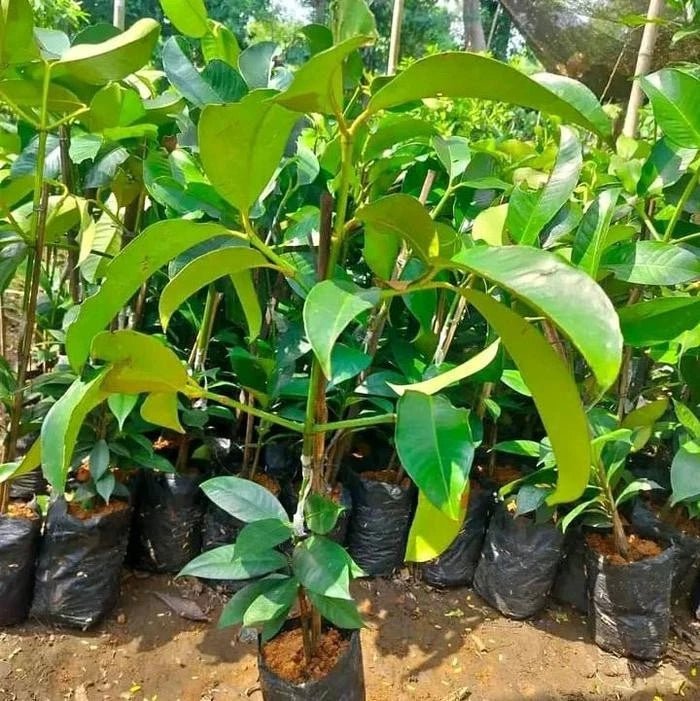 Garcinia mangostana 'Kaligesing' – Premium Grafted Mangosteen Seedling