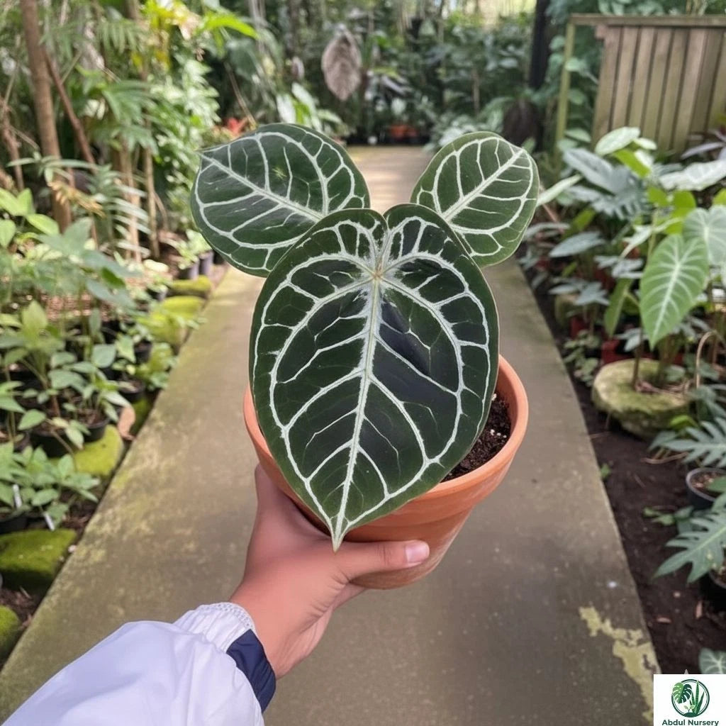 Anthurium Red Tiger – Premium Fresh Rare Tropical Velvet Aroid Plant