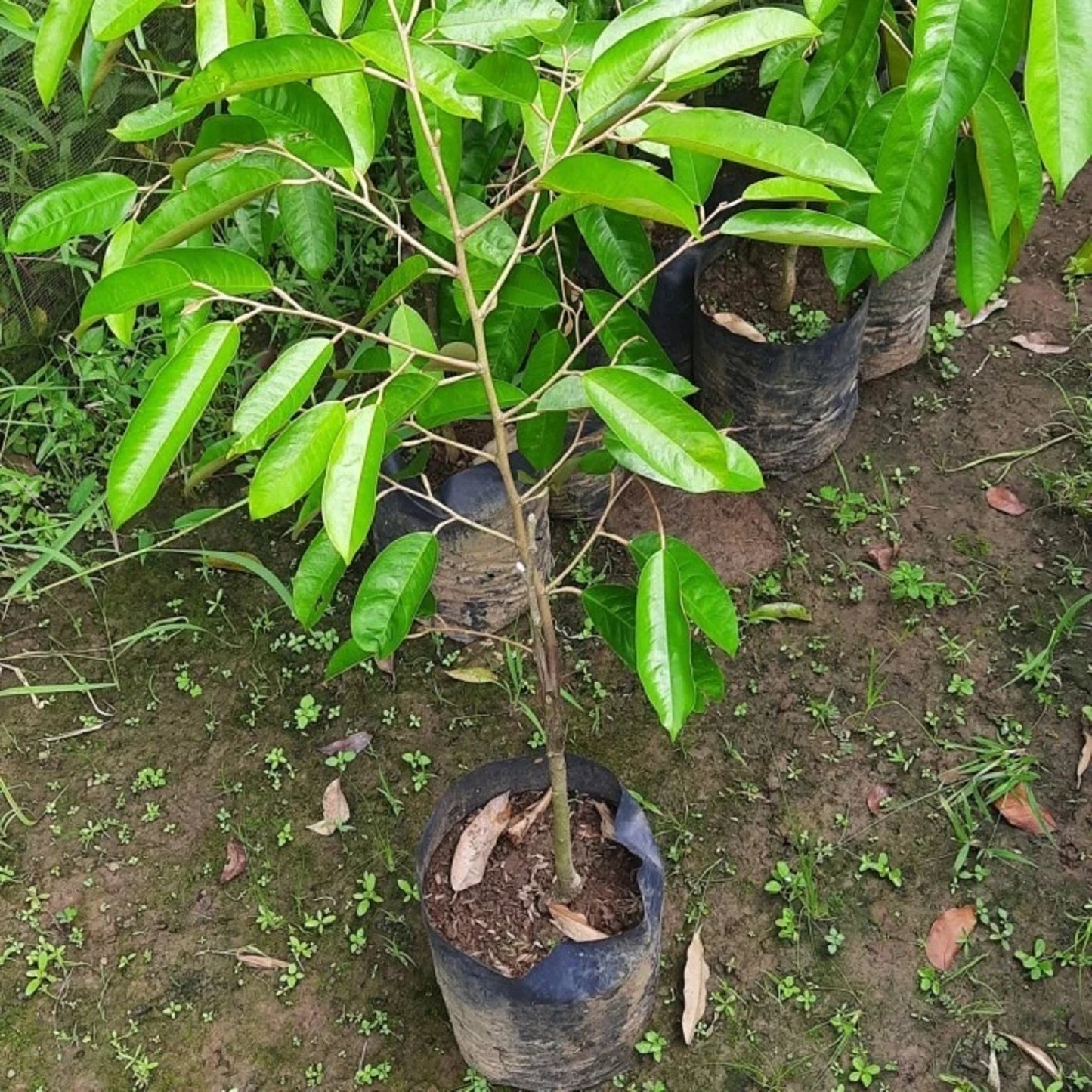 Super Tembaga Durian Fruit Tree - Grafted Premium Rare Variety