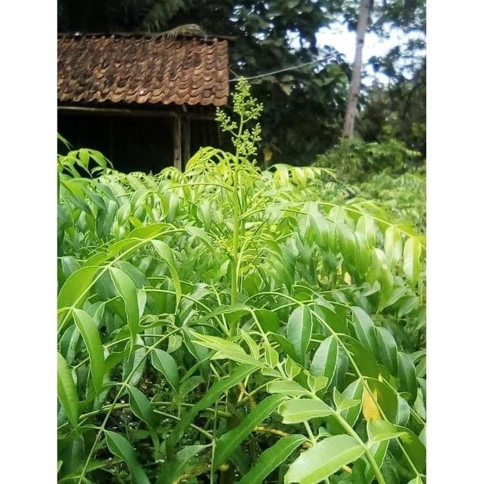 Grafted Mini Ambarella (Kedondong Mini) Seedling – Perfect Container Fruit Tree