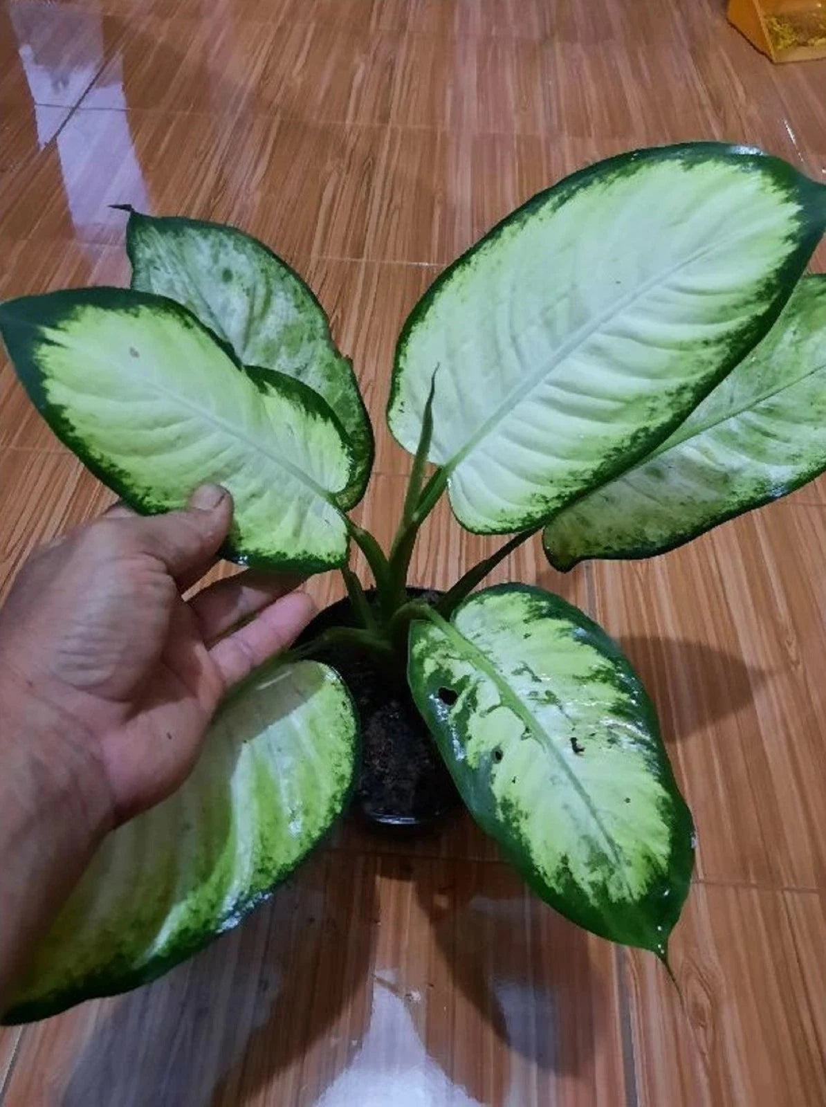 Rare Dieffenbachia Tropic Marianne - Premium Tropical Indoor Houseplant Lush Foliage Plant