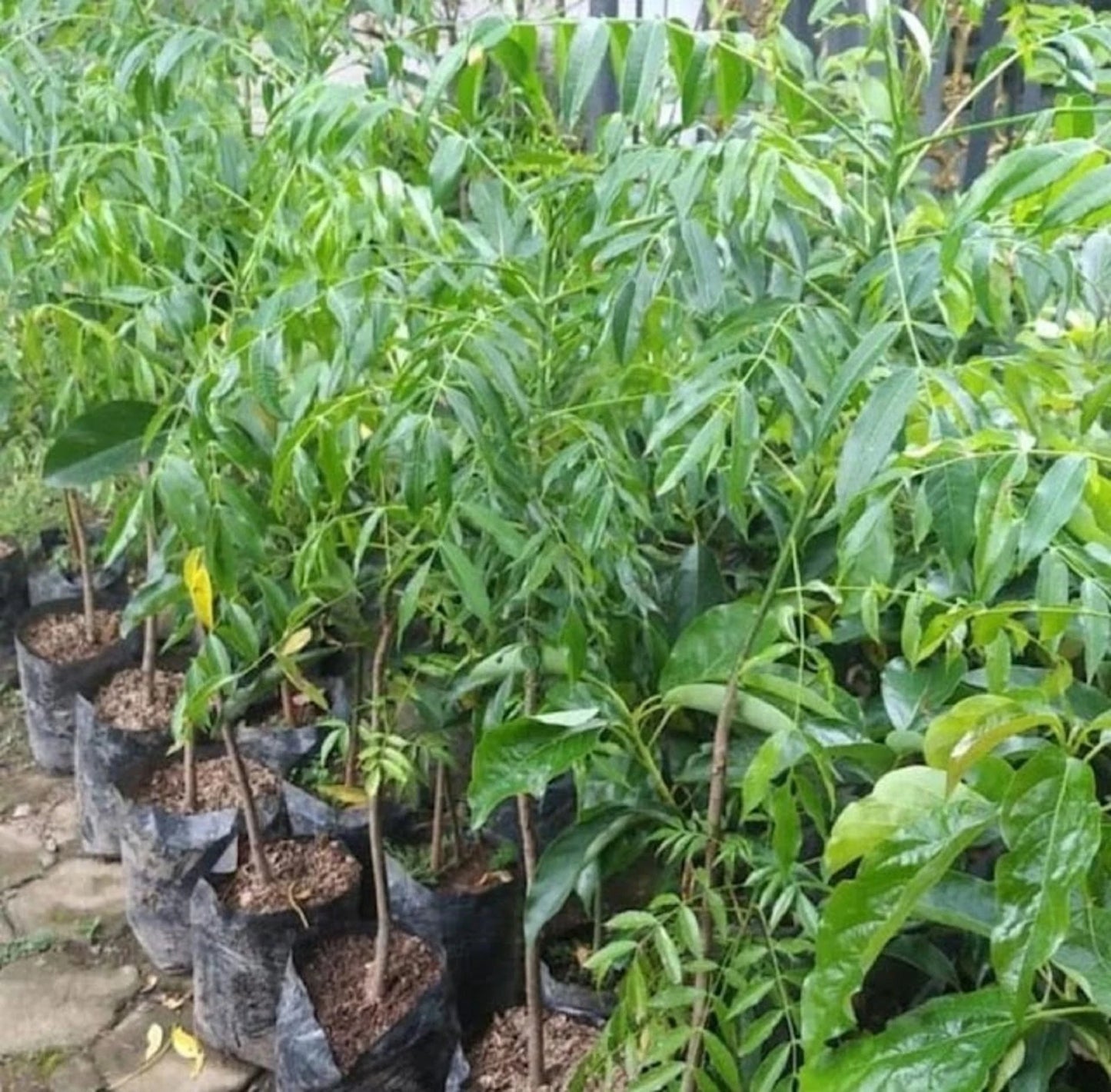 Grafted Jumbo Kedondong Fruit Tree - Large Ambarella Tropical Fruit Plant