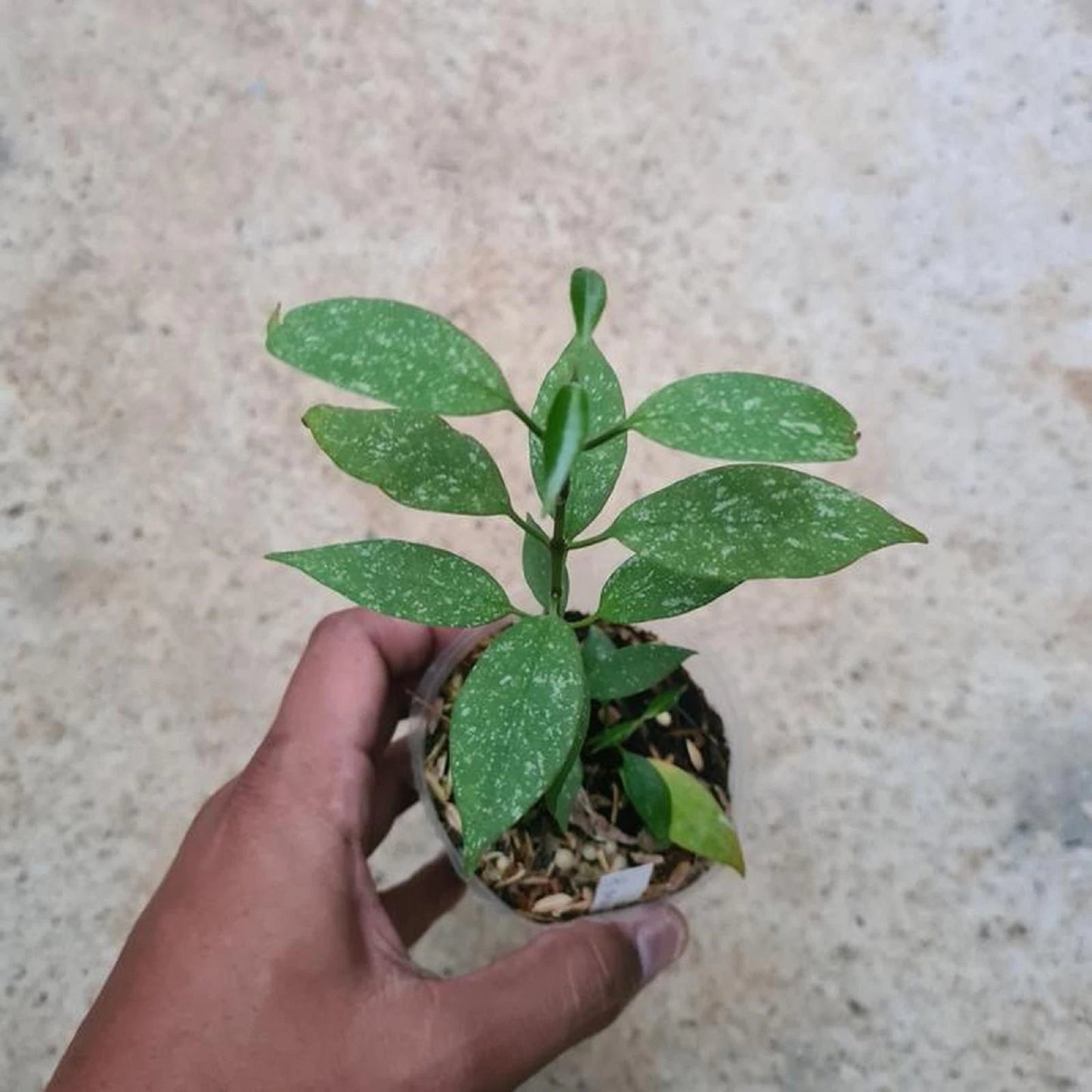 Hoya Multiflora Live Plant - Exotic Shooting Star Tropical Houseplant