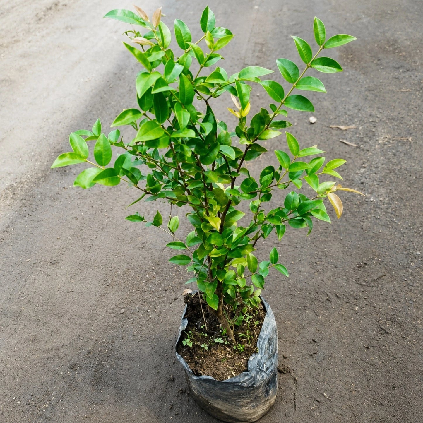 Jaboticaba Sabara - Rare Brazilian Grape Tree (Grafted)