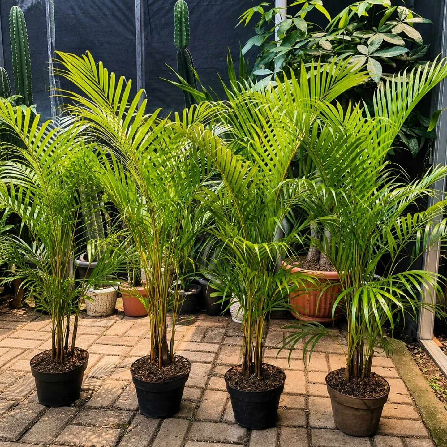 Dypsis lutescens - Areca Palm Tropical Indoor/Outdoor Plant
