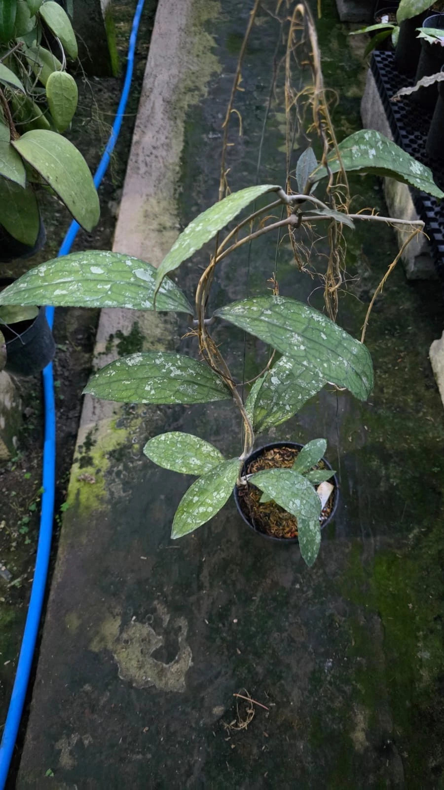Hoya Clemensiorum 'Dragon Scale' Seeds (Rare Tropical Wax Plant Specimen / 15+ Exotic Asclepiad Vine Seeds) – Premium Botanical Specimen Plant Seeds for Planting