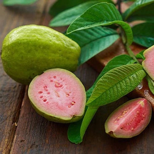 Red Guava Seeds 250+ pcs (Psidium guajava 'Manilla') – Premium Certified Manilla Red Guava Fruit Tree Plant Seeds for Planting
