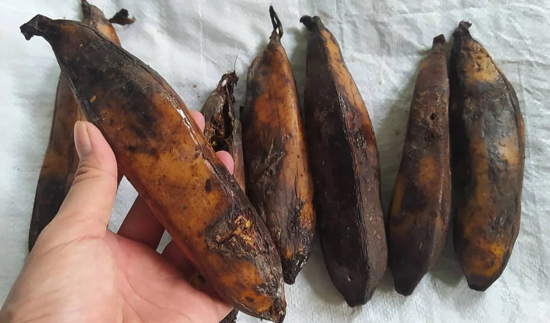 Giant Banana Seeds (Musa ingens / 20+ World's Largest Herbaceous Plant Tree Seeds) – Premium Exotic Botanical Specimen Plant Seeds for Planting