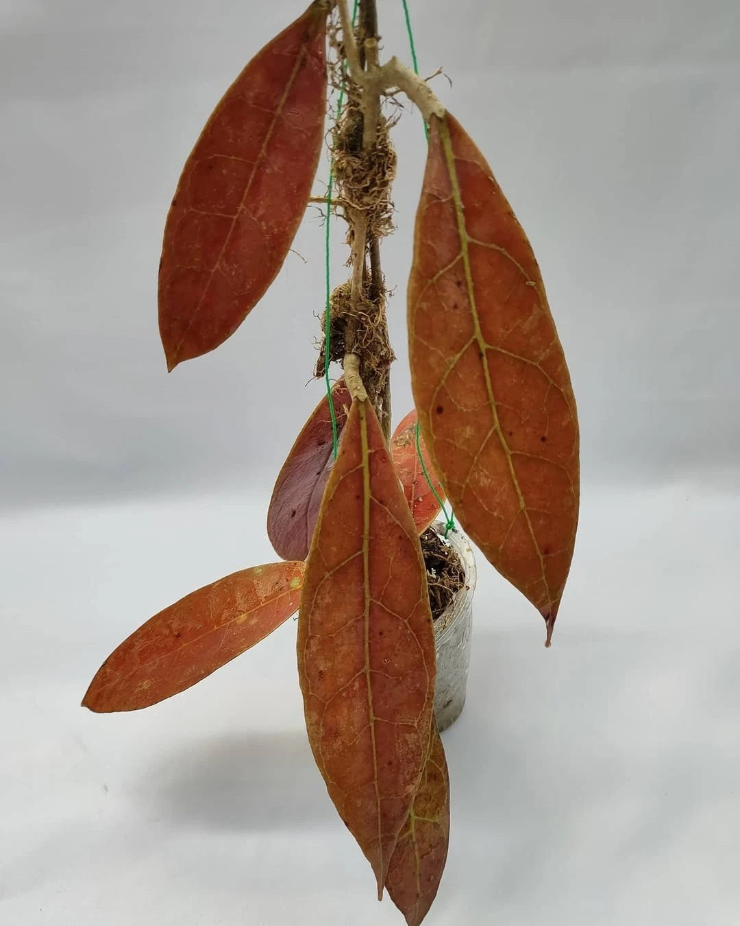 Hoya Aff Lambi Red SP Borneo Rare Tropical Wax Plant (Rare Exotic Epiphytic Vine Specimen) – Premium Botanical Houseplant Seeds & Cuttings for Growing