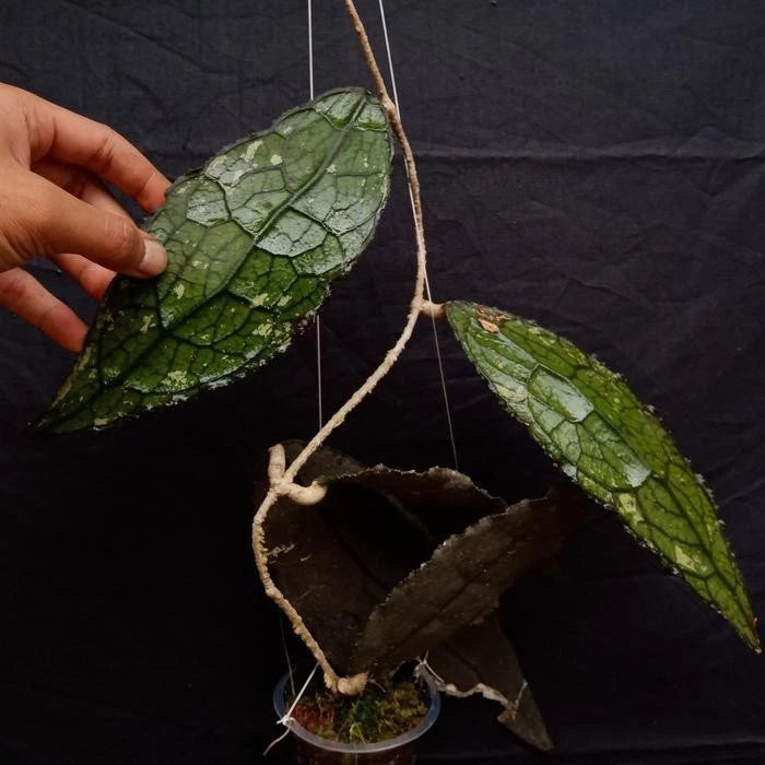 Hoya clemensiorum – Rare Collector’s Tropical Wax Vine