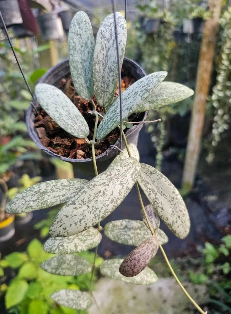 Stunning Hoya Sigillatis Silver – Rare Tropical Indoor & Outdoor Wax Plant