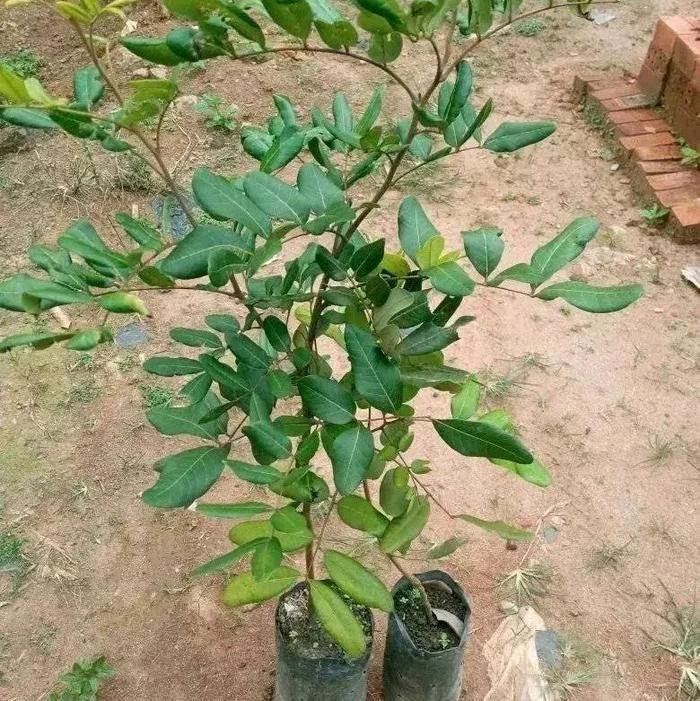 Grafted Ping Pong Longan (Lengkeng Pingpong) Seedling – Premium Tropical Fruit Tree