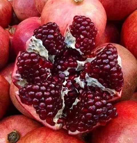Kazake Pomegranate Seeds (Punica granatum 'Kazake') – 100 Premium Fresh Cold-Hardy Sweet Kazake Pomegranate Seeds