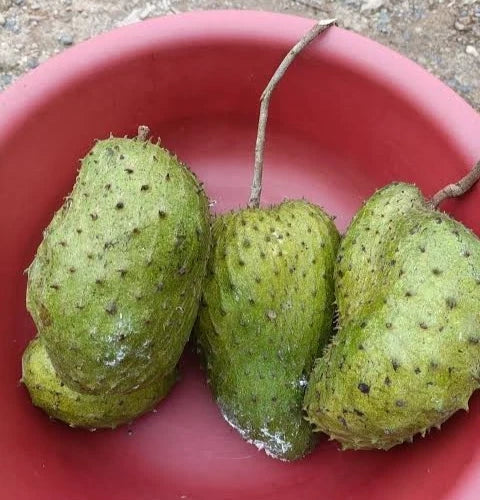 Premium Cuban Fiberless Soursop Seeds (Annona muricata) – Sweet Exotic Guanabana Fruit Seeds for Planting