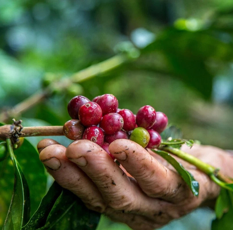 2000+ Premium Coffee Seeds (Coffea arabica var. SL28) – Certified Heirloom Coffee Bean Seeds for Planting