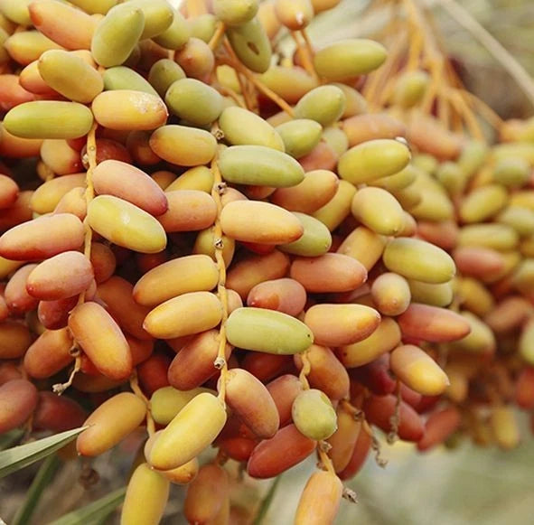 Safawi Date Palm Seeds (Phoenix dactylifera 'Safawi') – 35 pcs Premium Fresh Rare Sweet Safawi Date Seeds