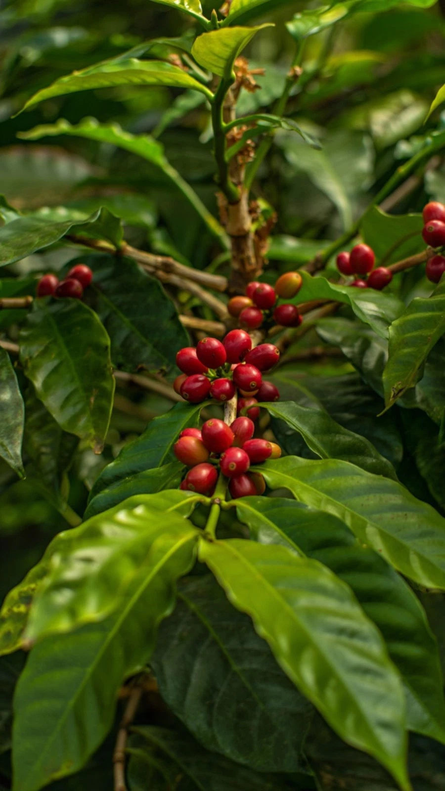 120+ Tim Tim Coffee Seeds (Coffea sp.) – High Yield Premium Variety Certified Crop Seeds for Planting