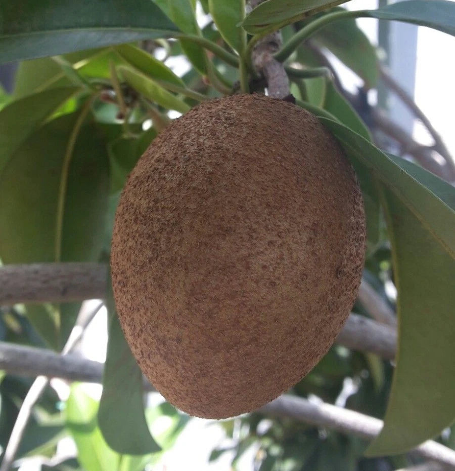 CO-1 Sapodilla Seeds (Manilkara zapota) – 35+ Premium High-Yield CO-1 Chikoo / Sapota Seeds for Planting