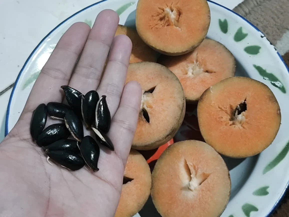 Premium Sapodilla Seeds (Manilkara zapota) var. Madu – Sweet Tropical Fruit Seeds for Planting