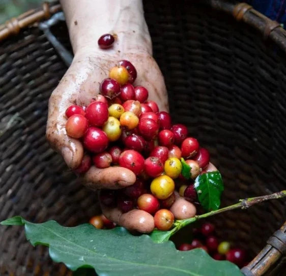 Fresh Typica Java Coffee Seeds (Coffea arabica var. Typica) – Certified Heirloom Indonesian Arabica Coffee Bean Seeds for Planting (120 Pcs)