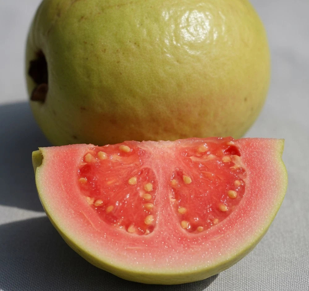 Red Titi Guava Seeds (Psidium guajava) – Premium Certified Tropical Fruit Tree Seeds for Planting