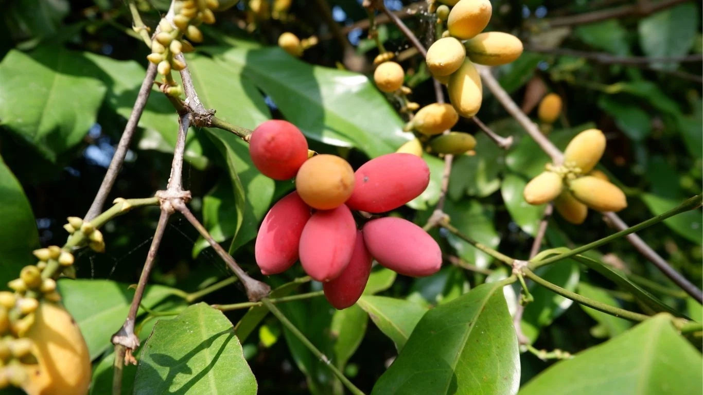 Premium Melinjo Seeds (Gnetum gnemon) – 500+ Seeds for Planting