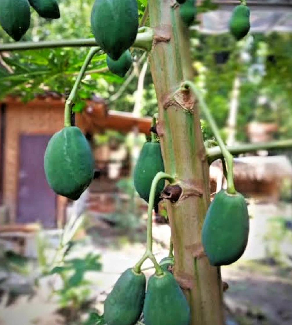 Hanging Gantung Papaya Seeds (Carica papaya / 150+ Premium Cascading Tropical Fruit Seeds) – Premium Exotic Botanical Specimen Plant Seeds for Planting