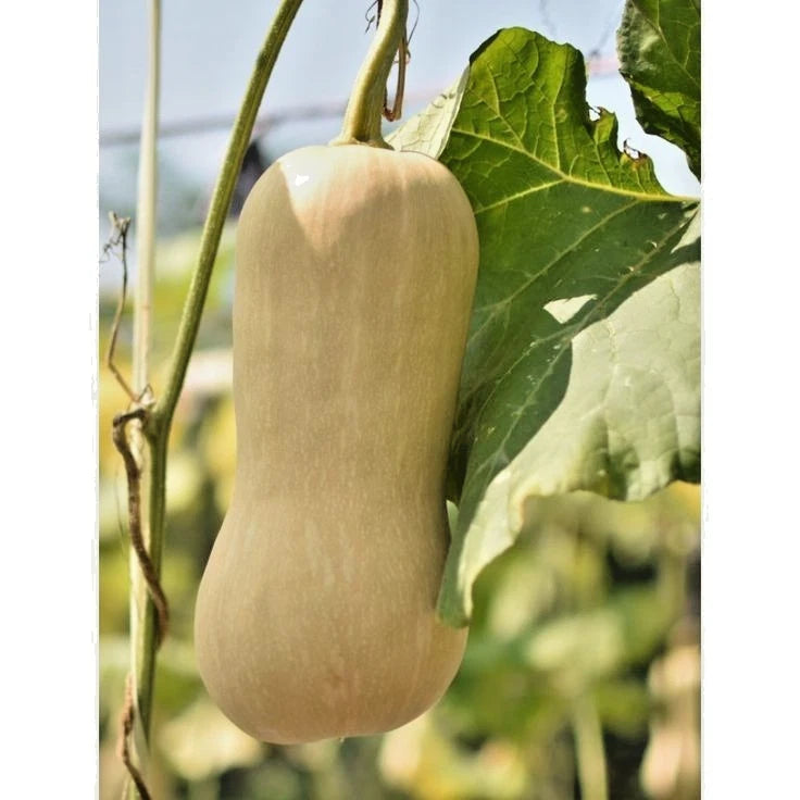 Honey Pumpkin Seeds (Cucurbita moschata) – 100+ Premium Labu Madu Heirloom Seeds