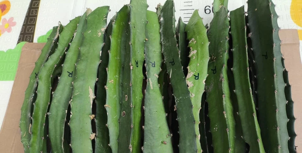 Rainbow Dragon Fruit 21+ Cuttings | Rainbow Pitaya Live Cuttings | Exotic Cactus Plant | FREE SHIPPING