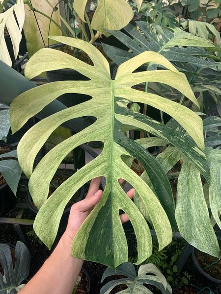 Monstera ‘Jungle Mint’ Variegated | Big Size Mature Plant | Real Picture | Rare Collector Aroid