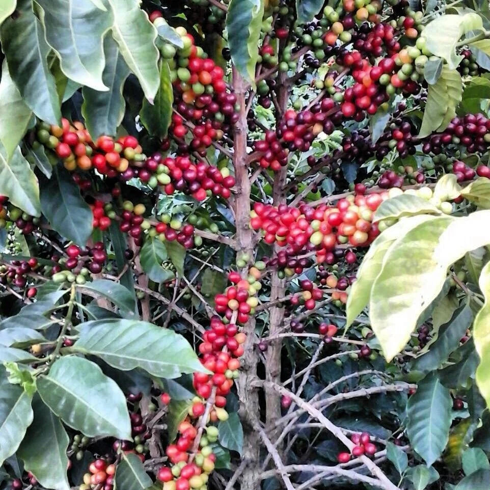 Premium Red Caturra Coffee Seeds (Coffea arabica 'Caturra') – 120+ Fresh High-Viability Dwarf Heirloom Coffee Seeds